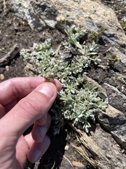 Antennaria alpina