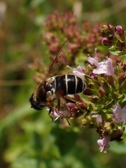 Eristalis obscura
