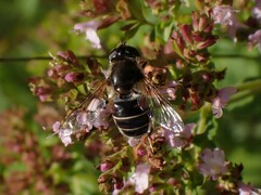 Eristalis obscura
