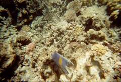 Pomacanthus maculosus