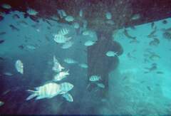 Abudefduf vaigiensis