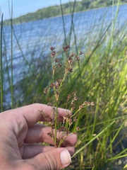 Juncus militaris