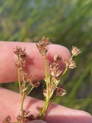 Juncus militaris