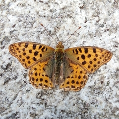 Issoria lathonia