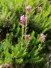 Erica spiculifolia