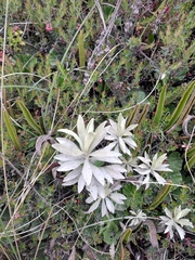 Senecio niveoaureus