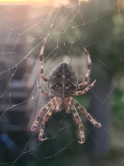 Araneus diadematus