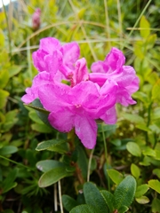 Rhododendron myrtifolium