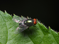 Lucilia illustris