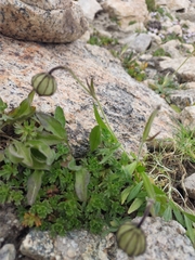 Silene himalayensis
