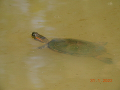 Trachemys callirostris