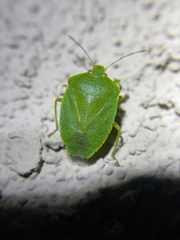 Chinavia marginata