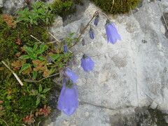 Campanula cochleariifolia