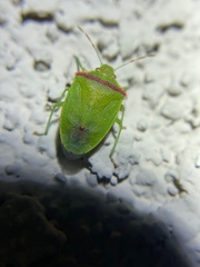 Thyanta pallidovirens