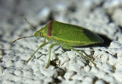 Thyanta pallidovirens