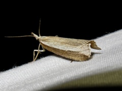 Crambus dimidiatellus