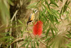 Melaleuca viminalis viminalis