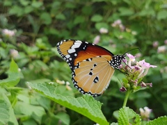 Danaus chrysippus