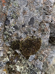 Grimmia longirostris