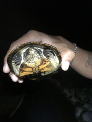 Kinosternon chimalhuaca