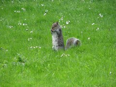 Sciurus carolinensis