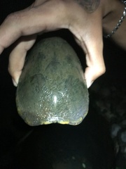 Kinosternon chimalhuaca