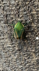 Cotinis mutabilis perbosci