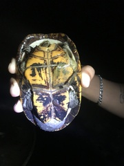 Kinosternon chimalhuaca