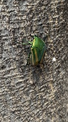 Cotinis mutabilis perbosci