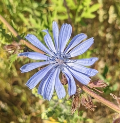 Lactuca pulchella