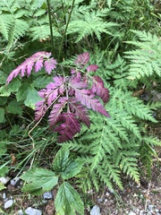 Chaerophyllum villarsii