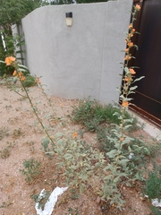 Sphaeralcea incana