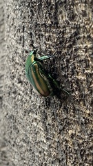 Cotinis mutabilis perbosci