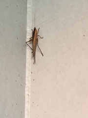 Bucrates malivolans