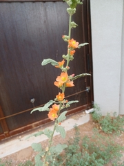 Sphaeralcea incana