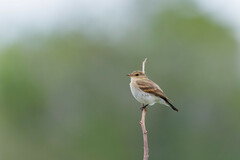 Syrtidicola fluviatilis