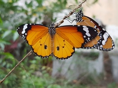 Danaus chrysippus