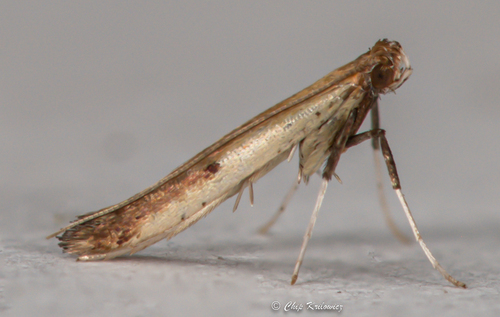 Caloptilia violacella (Clemens, 1860)