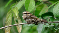 Hydropsalis climacocerca