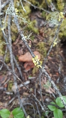 Vulpicida juniperinus