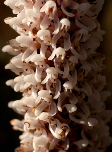 Disa fragrans image