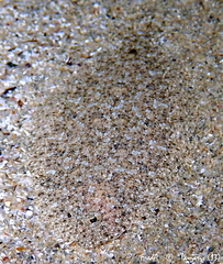 Arnoglossus