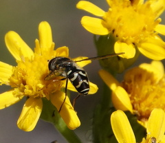 Dasysyrphus creper