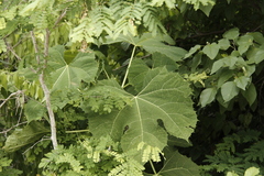 Cnidoscolus autlanensis