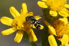 Dasysyrphus creper