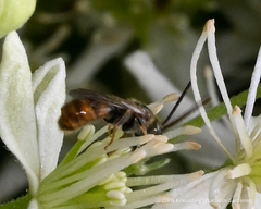 Lasioglossum zephyrus