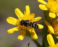 Dasysyrphus creper