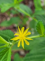 Triumfetta semitriloba