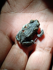 Bufotes pseudoraddei