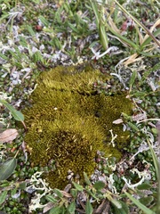 Dicranum elongatum